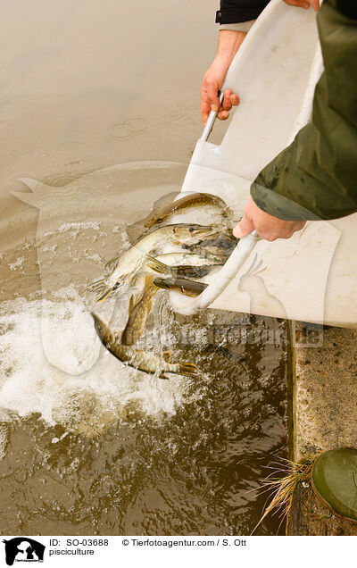 Fischzucht / pisciculture / SO-03688