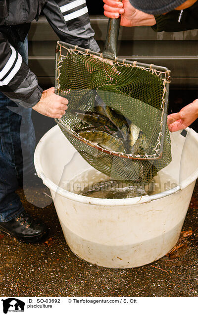 Fischzucht / pisciculture / SO-03692