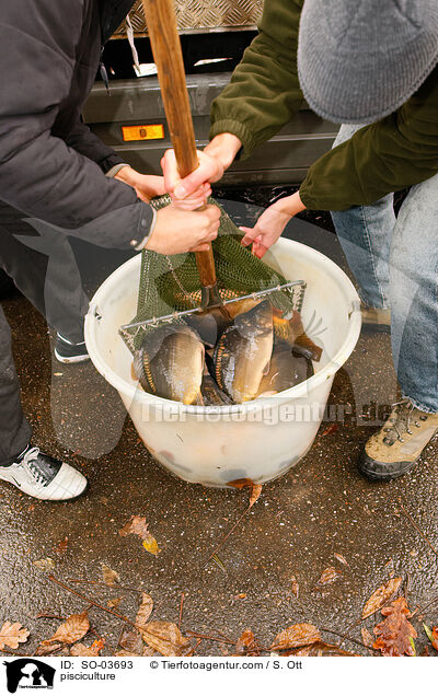 Fischzucht / pisciculture / SO-03693