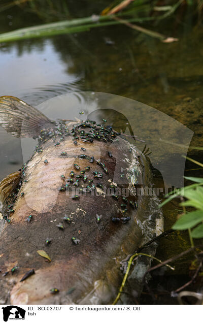 fish / SO-03707
