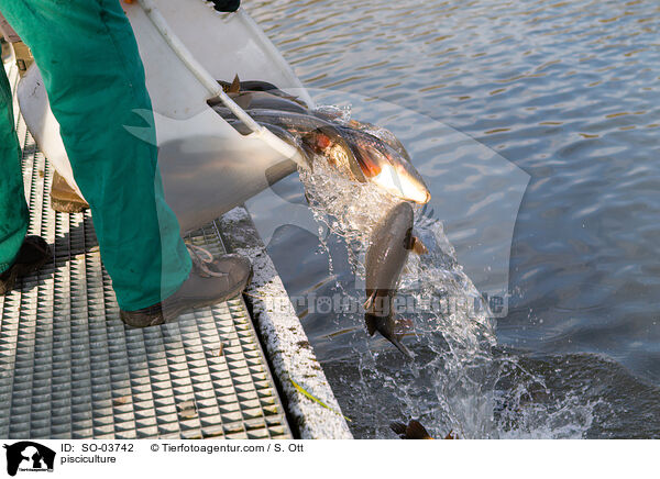 Fischzucht / pisciculture / SO-03742