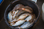 fishes in bucket