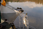 pisciculture