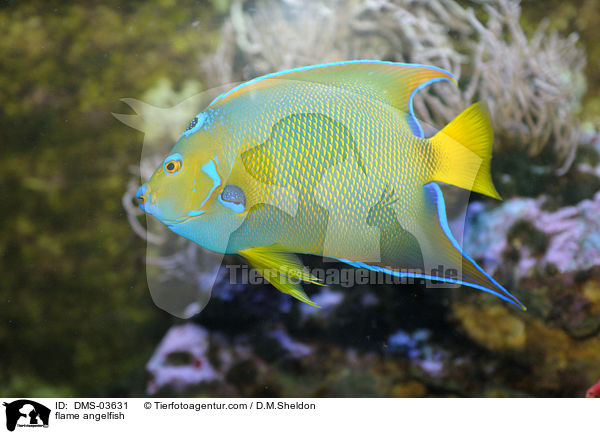 flame angelfish / DMS-03631