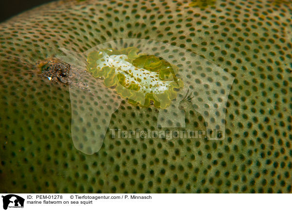 marine flatworm on sea squirt / PEM-01278