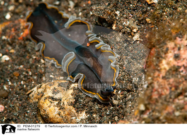 marine flatworm / PEM-01279