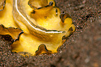 flatworm