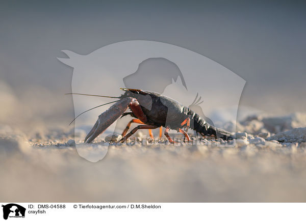 Galizierkrebs / crayfish / DMS-04588