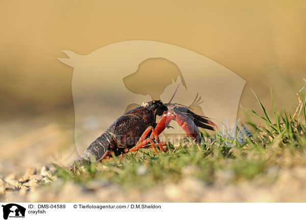 crayfish / DMS-04589