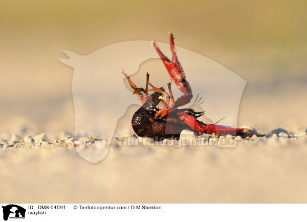 crayfish / DMS-04591