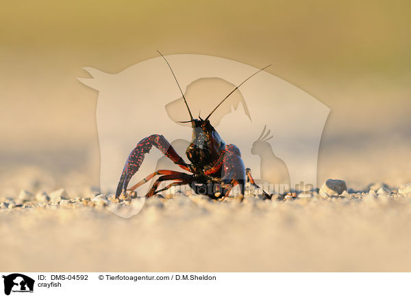 crayfish / DMS-04592
