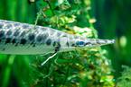 gar