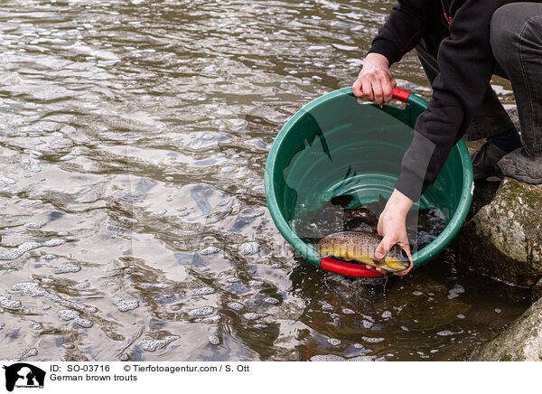 Bachforellen / German brown trouts / SO-03716