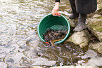 German brown trouts