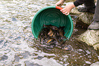 German brown trouts