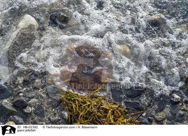 Gelbe Haarqualle / giant jellyfish / HB-02392