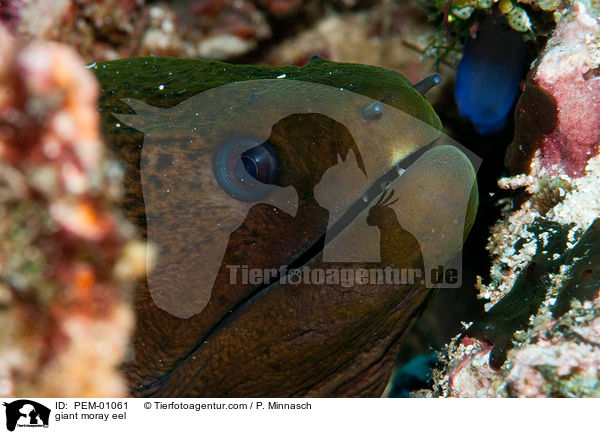 giant moray eel / PEM-01061