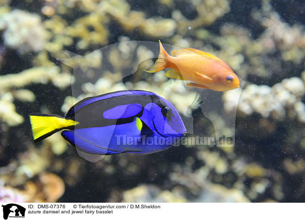 Gelbschwanz-Demoiselle und Juwelen-Fahnenbarsch / azure damsel and jewel fairy basslet / DMS-07376