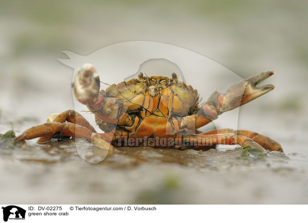 Gemeine Strandkrabbe / green shore crab / DV-02275