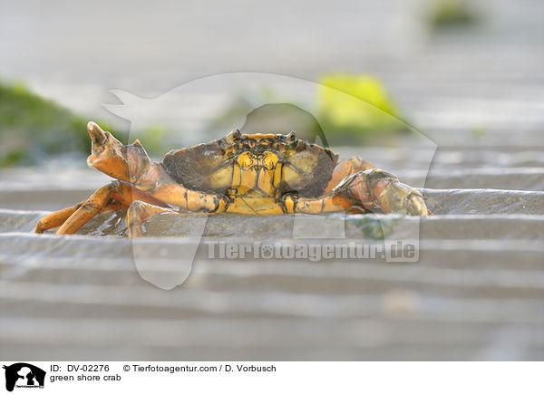 Gemeine Strandkrabbe / green shore crab / DV-02276