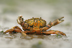 green shore crab