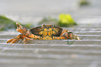 green shore crab
