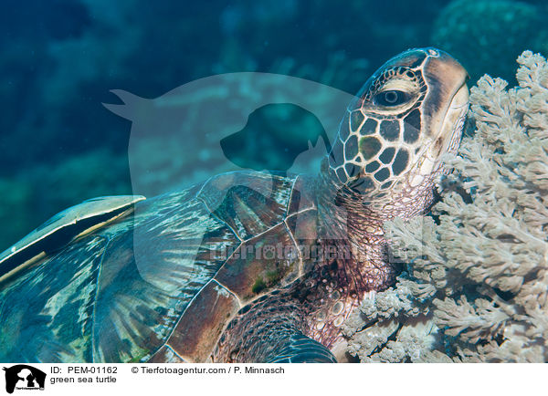 green sea turtle / PEM-01162