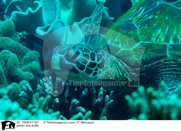green sea turtle / PEM-01167