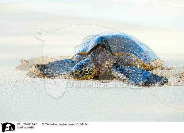 marine turtle / CM-01870