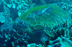 green sea turtle