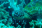 green sea turtle