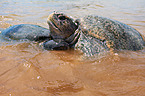 marine turtles