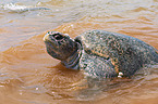 marine turtle