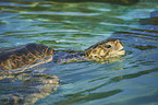 Green Sea Turtle