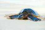 marine turtle