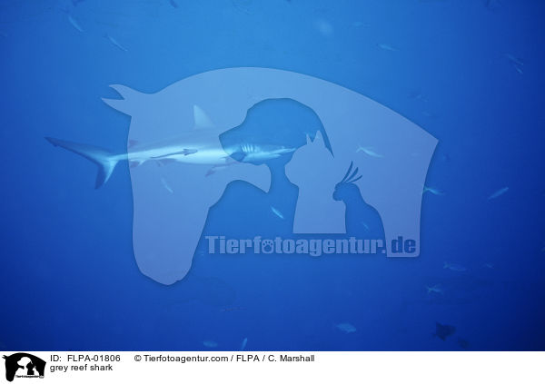 Grauer Riffhai / grey reef shark / FLPA-01806