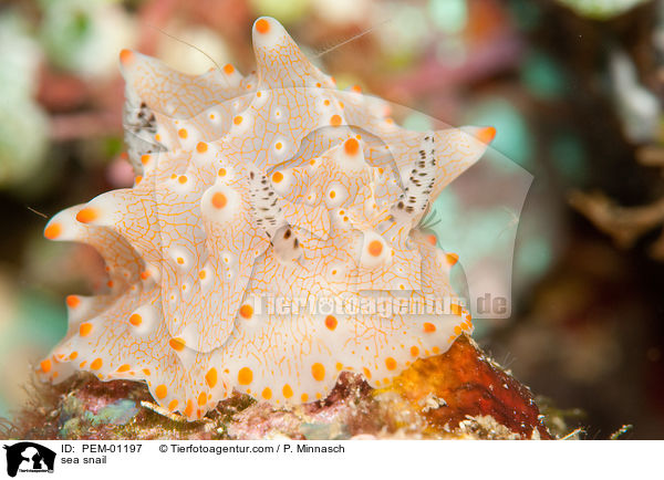 Batangas Hckerschnecke / sea snail / PEM-01197