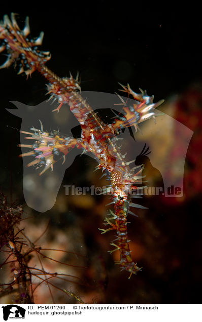 harlequin ghostpipefish / PEM-01260