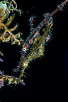 harlequin ghostpipefish