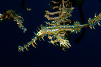 harlequin ghostpipefish