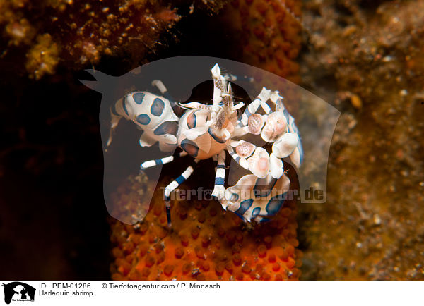Westliche Harlekingarnele / Harlequin shrimp / PEM-01286