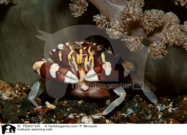 Zylinderrosen-Schwimmkrabbe / harlequin swimming crab / PEM-01305