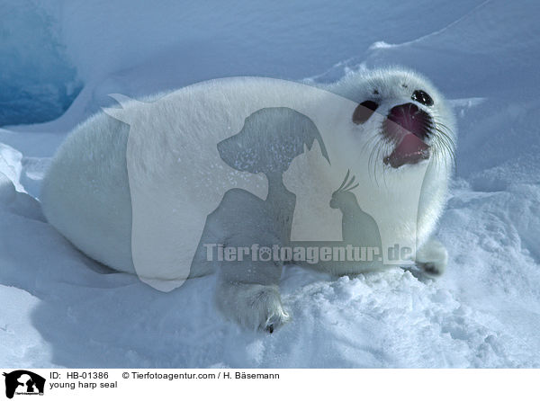 young harp seal / HB-01386