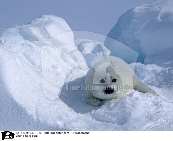 young harp seal / HB-01387