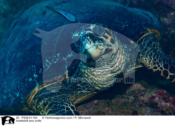 hawksbill sea turtle / PEM-01164