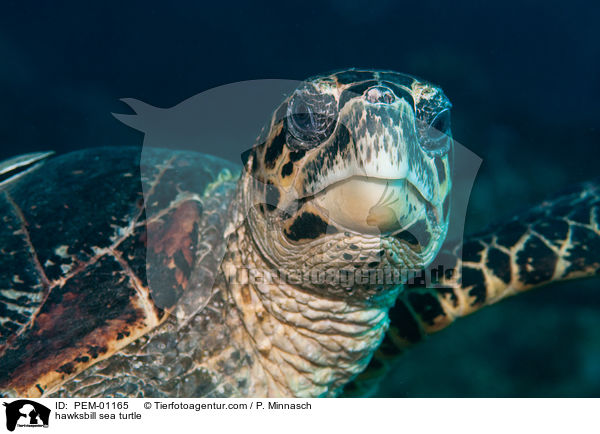 hawksbill sea turtle / PEM-01165
