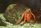 hermit crab