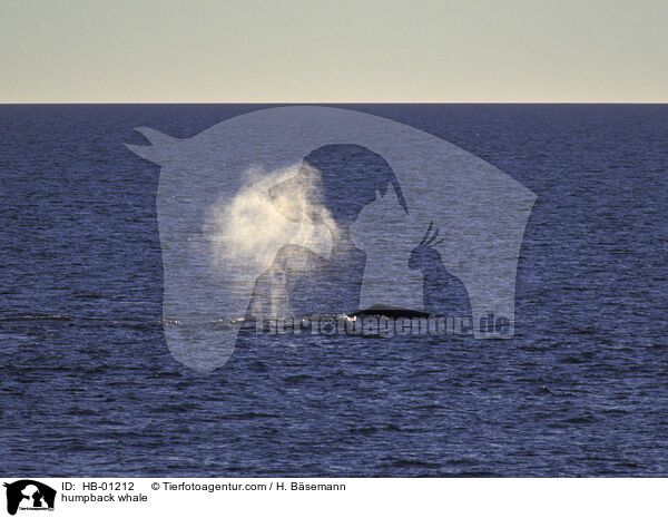 humpback whale / HB-01212