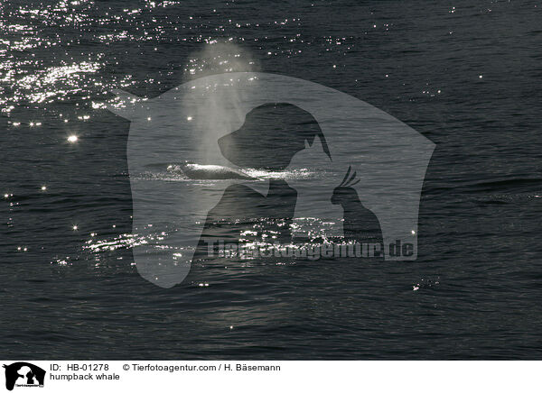 humpback whale / HB-01278