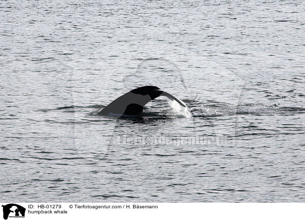 Buckelwal / humpback whale / HB-01279